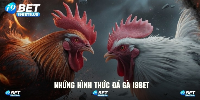 Điểm danh các hình thức đá gà phổ biến tại I9BET